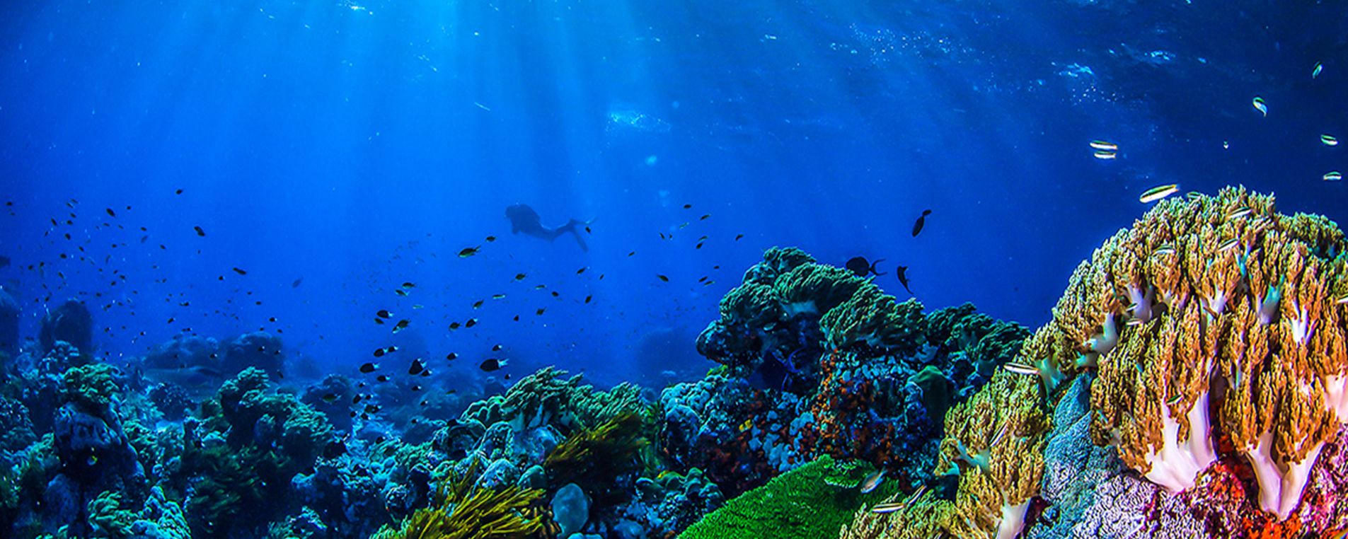 image sous-marine pour la catégorie wellness image d'ambiance